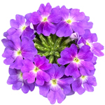 Verbena Vera Compact Lavender Eye